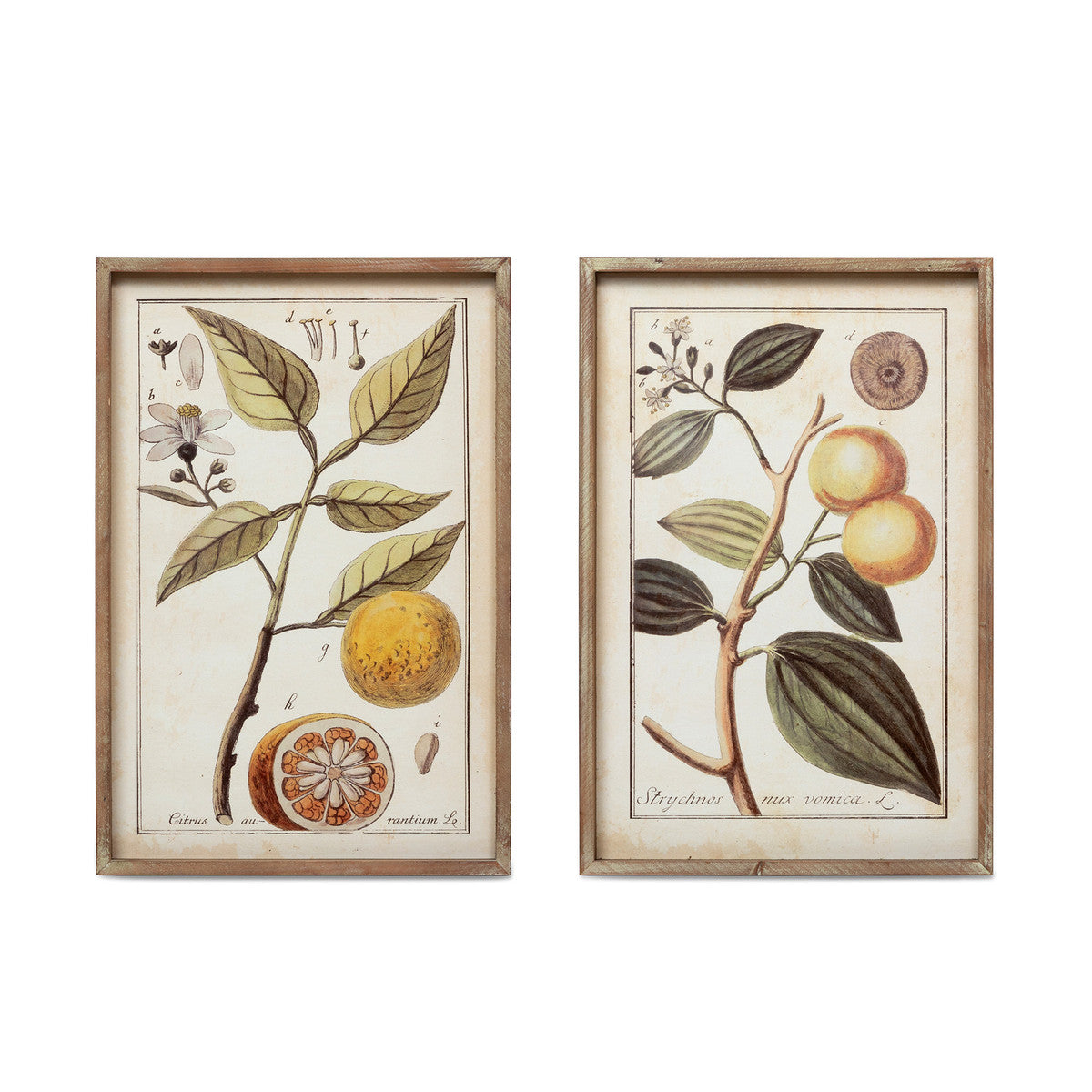 Botanical Study Citrus Prints, 2 Assorted Styles