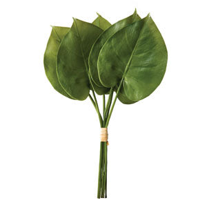 Philodendron Spray