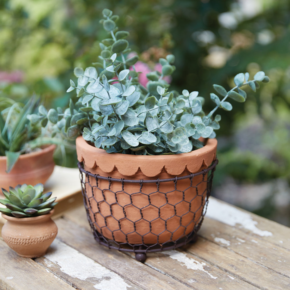 Chicken Wire Caddy with Scalloped Terra Cotta Pot